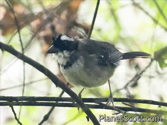 Black-capped Sparrow (Arremon abeillei)