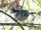 Black-capped Sparrow (Arremon abeillei)