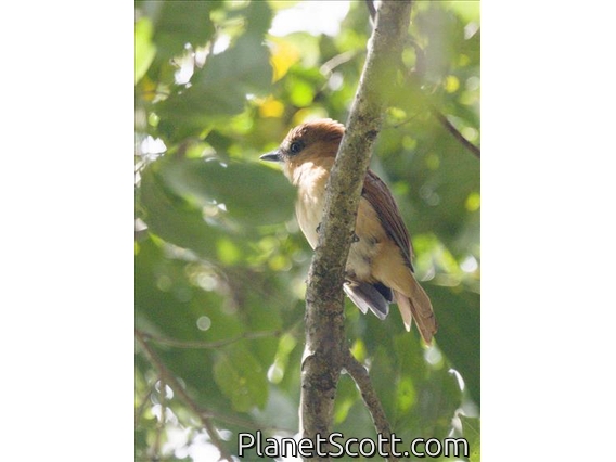 One-colored Becard (Pachyramphus homochrous)
