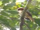One-colored Becard (Pachyramphus homochrous)