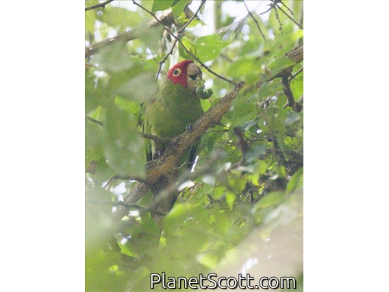 Red-masked Parakeet (Psittacara erythrogenys)