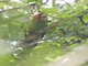 Red-masked Parakeet (Psittacara erythrogenys)