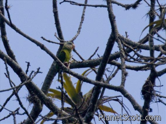 Gray-cheeked Parakeet (Brotogeris pyrrhoptera)