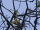 Gray-cheeked Parakeet (Brotogeris pyrrhoptera)