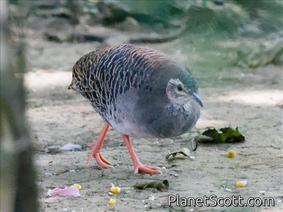 Pale-browed Tinamou (Crypturellus transfasciatus)