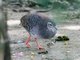 Pale-browed Tinamou (Crypturellus transfasciatus)