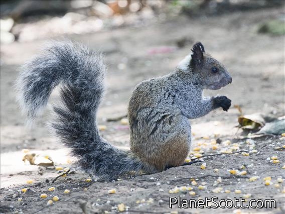 Guayaquil Squirrel (Sciurus stramineus)