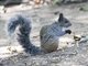 Guayaquil Squirrel (Sciurus stramineus)