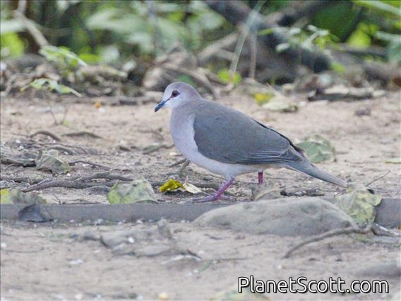 White-tipped Dove (Leptotila verreauxi)