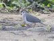White-tipped Dove (Leptotila verreauxi)