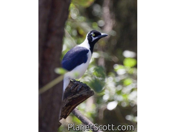 White-tailed Jay (Cyanocorax mystacalis)
