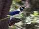 White-tailed Jay (Cyanocorax mystacalis)