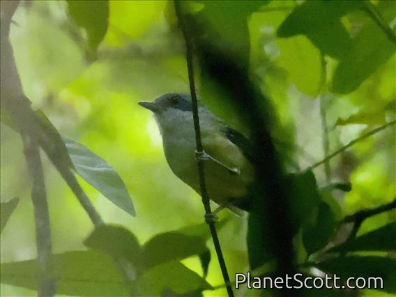 Plain Antvireo (Dysithamnus mentalis)