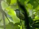 Plain Antvireo (Dysithamnus mentalis)