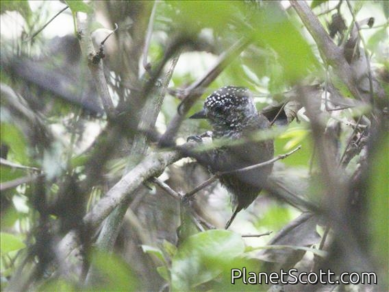 Ecuadorian Piculet (Picumnus sclateri)