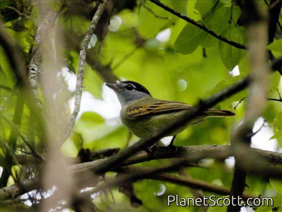 Cryptic Becard (Pachyramphus salvini)