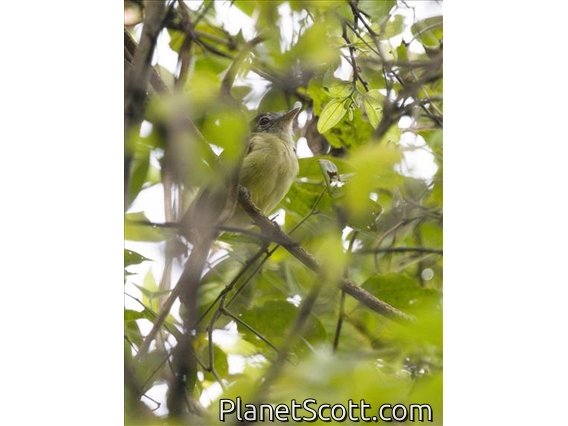 Yellow-olive Flatbill (Tolmomyias sulphurescens)