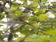 Yellow-olive Flatbill (Tolmomyias sulphurescens)
