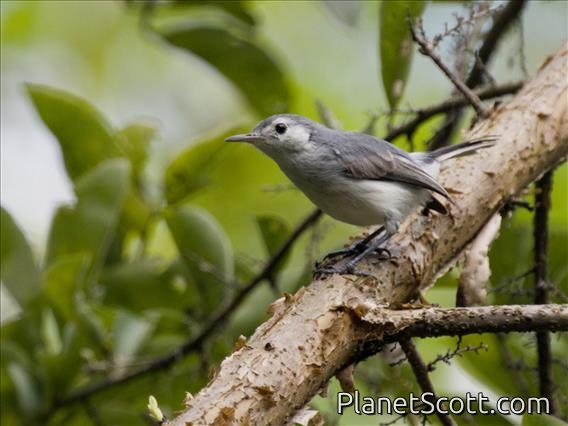 White-browed Gnatcatcher (Polioptila bilineata)