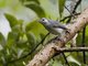 White-browed Gnatcatcher (Polioptila bilineata)
