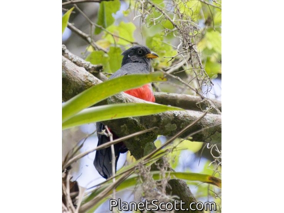 Ecuadorian Trogon (Trogon mesurus) - Female