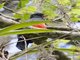Ecuadorian Trogon (Trogon mesurus) - Female