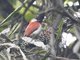 Scarlet-backed Woodpecker (Dryobates callonotus)