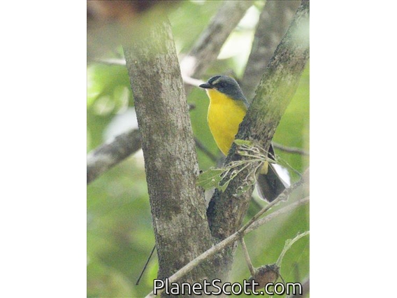 Gray-and-gold Warbler (Myiothlypis fraseri)