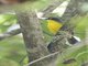 Gray-and-gold Warbler (Myiothlypis fraseri)