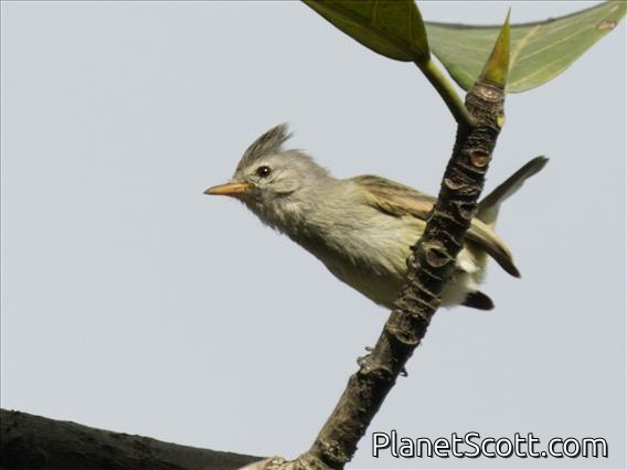 Southern Beardless-Tyrannulet (Camptostoma obsoletum)
