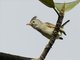 Southern Beardless-Tyrannulet (Camptostoma obsoletum)