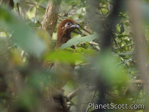 Rufous-headed Chachalaca (Ortalis erythroptera)