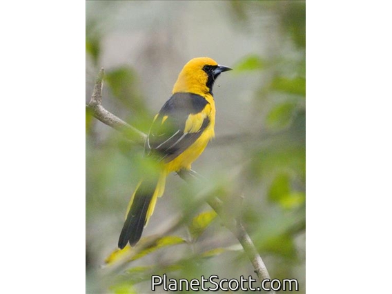 Yellow-tailed Oriole (Icterus mesomelas)