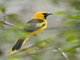 Yellow-tailed Oriole (Icterus mesomelas)