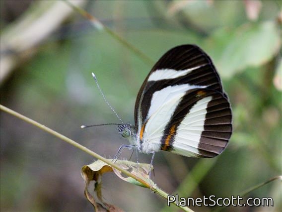 Pierina Butterfly (Itaballia marana)