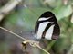 Pierina Butterfly (Itaballia marana)