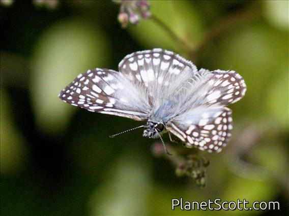 Orcus Checkered-Skipper (Burnsius orcus)