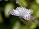 Orcus Checkered-Skipper (Burnsius orcus)