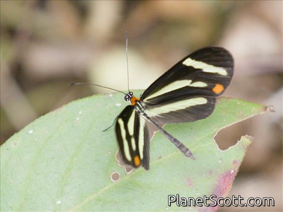 Brush-footed Butterfly (Scada zemira)