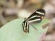Brush-footed Butterfly (Scada zemira)