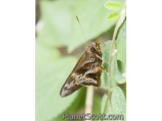 Skipper (Perichares sp)