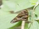 Skipper (Perichares sp)