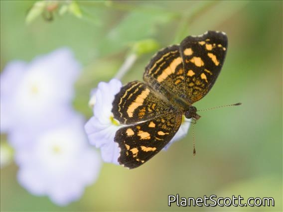 Orange-patched Crescent (Anthanassa drusilla)