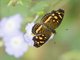 Orange-patched Crescent (Anthanassa drusilla)