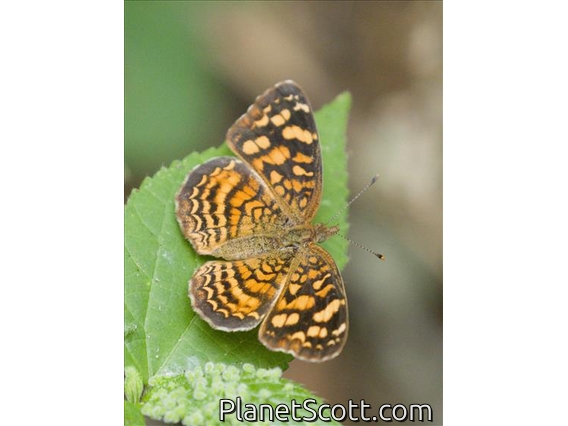 Checkerspot Butterfly (Anthanassa hermas)