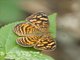 Checkerspot Butterfly (Anthanassa hermas)