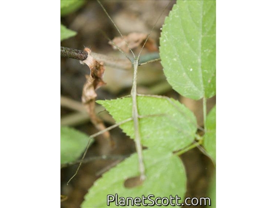 Walking Stick (Pseudosermyle sp)