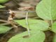 Walking Stick (Pseudosermyle sp)