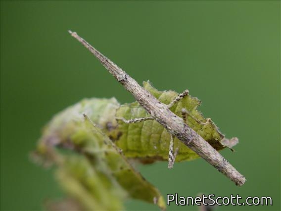 Walking Stick (Libethra sp)