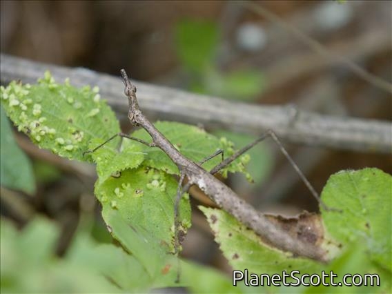 Stick Grasshopper (Proscopiinae sp)